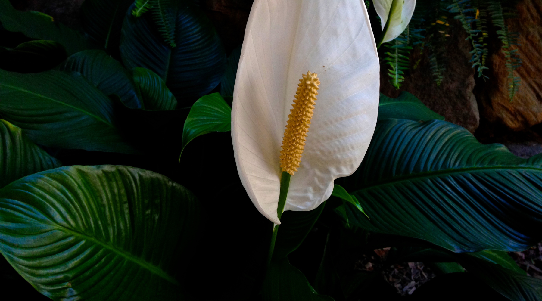 Peace Lilies: A Symbol of Sympathy and Hope